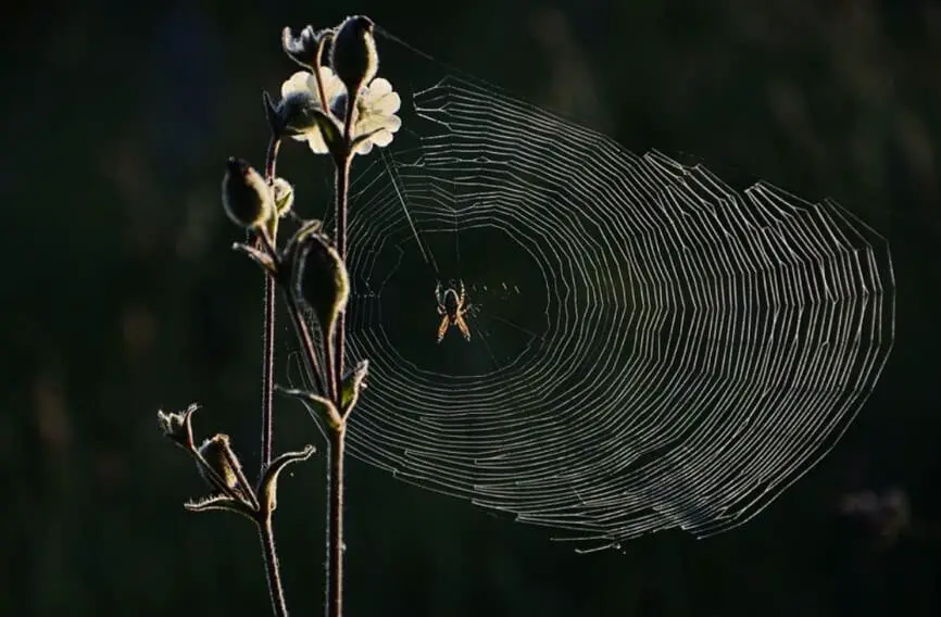 spider building a web