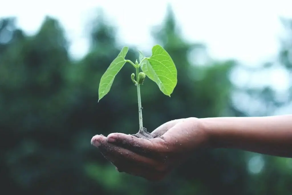 Person holding a growing plant